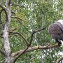 Zoo Saint-Félicien: un aigle à tête blanche